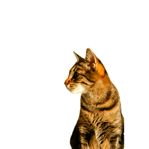 Profile Of A Tabby Cat Sitting Indoors With Sunlight Casting A Warm Glow. 19802 - Cat PNG image with transparent background